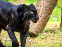 dandeli-wildlife-sanctuary-rcy4tqqniv95hdbu9f0sqk565ys3p6iwyzkopcyfmo